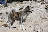 AKITA INU 292